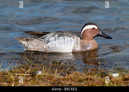 Männl. Knäkente (Anas querquedula) - Marzaiola drake- Foto Stock