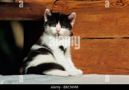 Il gatto domestico (felis catus, Felis silvestris), razza: European Shorthair, gattino seduto al sole Foto Stock