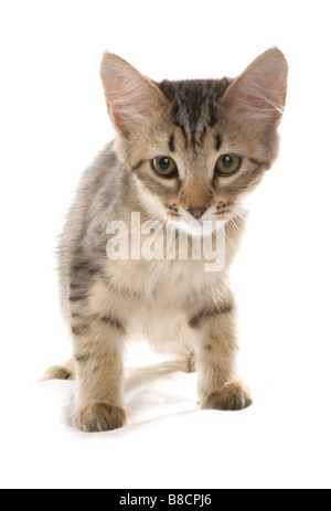 Pixie bob gattino studio permanente Foto Stock