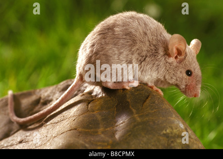 Casa Mouse (Mus musculus) su una roccia Foto Stock