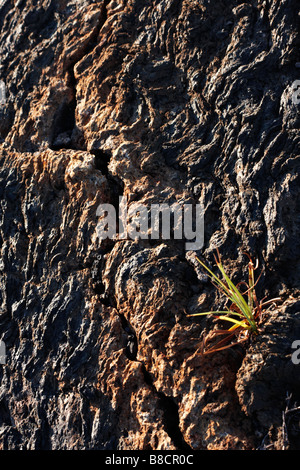 Erba contrasta con la sorprendente patterns di lava pahoehoe a Punta Moreno, Isabela Island, Galapagos, Ecuador nel mese di settembre Foto Stock