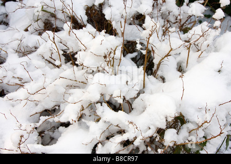 Scena invernale di siepe con arbusti, alberi e neve Foto Stock