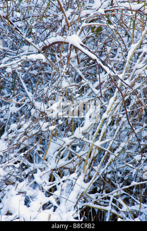 Scena invernale di siepe con arbusti, alberi e neve Foto Stock