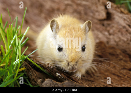 Il mongolo gerbillo, mongola Jird (Meriones unguiculatus) accanto a Erba Foto Stock