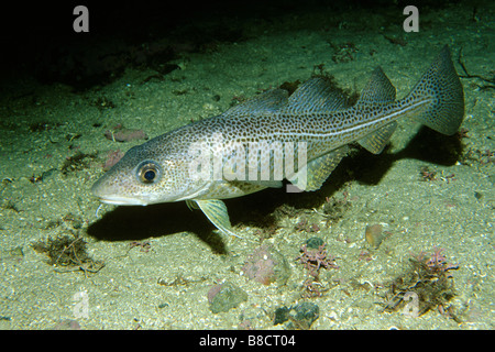 Giovani Merluzzo bianco (Gadus morrhua) vicino il fondo del mare Foto Stock