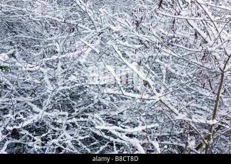 Scena invernale di siepe con arbusti, alberi e neve Foto Stock