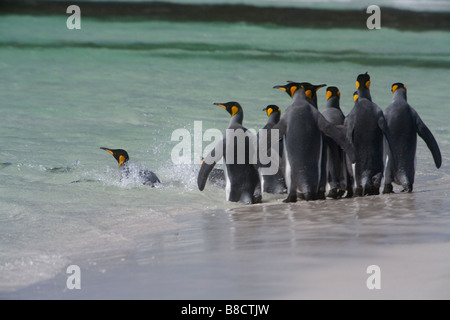 Re pinguini (Aptenodytes patagonicus) passando per una nuotata su isole Falkland Foto Stock