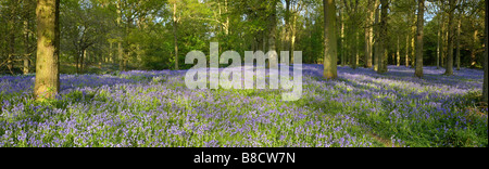 Una vista panoramica di una molla Bluebell legno a Blickling Norfolk, Regno Unito Foto Stock