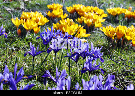 IRIS RETICULATA E CROCUS CRISANTE naturalizzati nella prateria sotto gli alberi di betulla Betula pendula Foto Stock