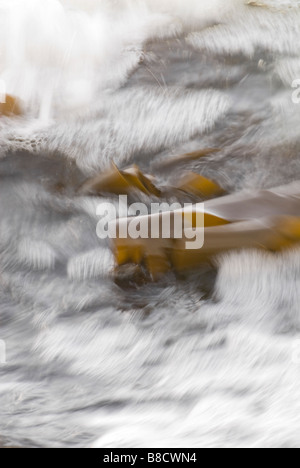 Motion Blur di Oarweed Laminaria digitata essendo agitati circa dal mare in arrivo il Croy shore South Ayrshire in Scozia Foto Stock