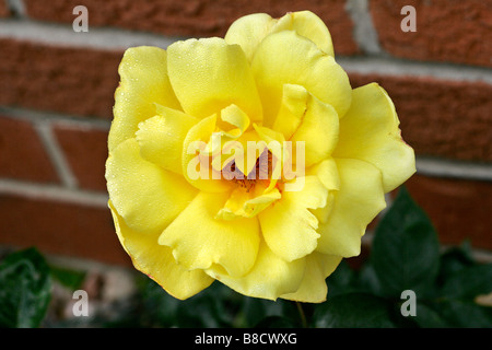 Rosa gialla abstrakt klose fino dettaglio sfera bloom blossom impianto variabili atmosferica dahlia moody atmosfera autunno autunno umore f Foto Stock