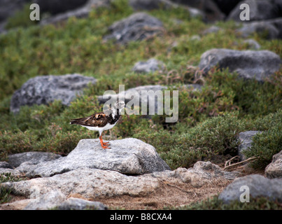 Voltapietre, Arenaria interpres, trampolieri in piedi sulle rocce a Mosquera isolotto, Isole Galapagos, Ecuador nel mese di settembre Foto Stock