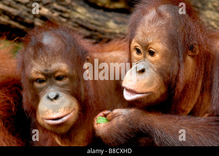 Immagine di due Orang Utans Condividendo cibo presso il Giardino Zoologico di Singapore Foto Stock