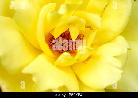 Rosa gialla abstrakt klose fino dettaglio sfera bloom blossom impianto variabili atmosferica dahlia moody atmosfera autunno autunno umore f Foto Stock