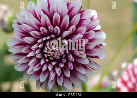 Stock photo del rosso e del bianco Fiore Dahlia Foto Stock