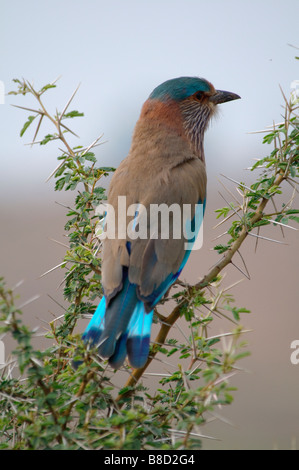 Adulto rullo indiana Coracias benghalensis seduto su una spina bush nel deserto indiano Foto Stock