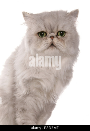 Il persiano Chinchilla gatto ritratto Studio Foto Stock