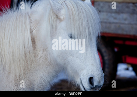 Eriskay pony, testa Foto Stock