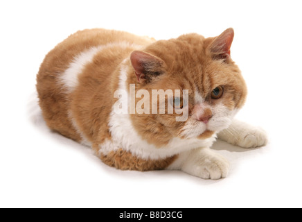 Il bianco e il rosso dei capelli corti Selkirk Rex Cat Studio di posa Foto Stock