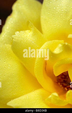 Rosa gialla abstrakt klose fino dettaglio sfera bloom blossom impianto variabili atmosferica dahlia moody atmosfera autunno autunno umore f Foto Stock