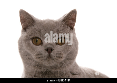 British Shorthair Lilac gatto adulto ritratto Studio Foto Stock