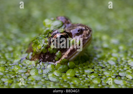 Rana comune (Rana temporaria) nel laghetto in giardino, London, Regno Unito Foto Stock