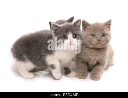 British Shorthair gattini seduta Studio Foto Stock