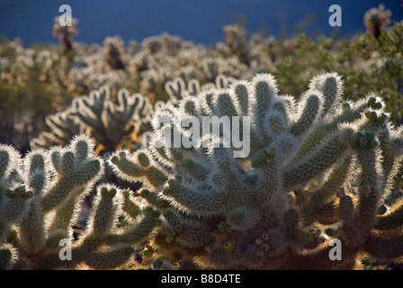 Immagine retroilluminata di una fioritura di Teddy bear cholla cactus (Cylindropuntia bigelovii) a Joshua Tree National Park, California, Stati Uniti d'America. Foto Stock