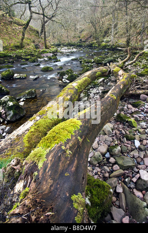 Albero caduto posa da fiume Afon Mellte sulla cascata a Piedi nel Parco Nazionale di Brecon Beacons. Foto Stock