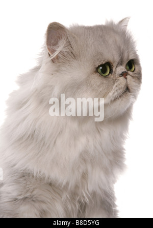 Il persiano Chinchilla gatto ritratto Studio Foto Stock