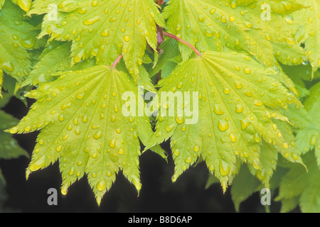 La pioggia caduta foglie a molla, Golden Luna Piena Acero (Acer shirasawanum 'Aureum' ) Foto Stock