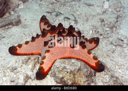 Stella Rossa close up Sipadan Island Celebes mare Foto Stock
