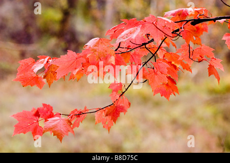 Rosso pallido delle foglie di acero rosso, Acer rubrum, palude, acero acero morbido Foto Stock