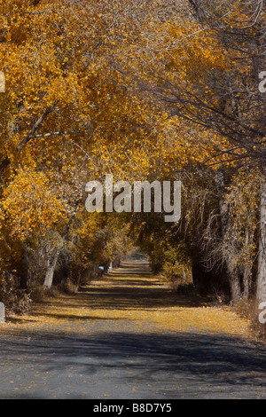 Viale alberato lane in autunno Foto Stock