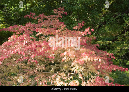 Foglie autunnali rosse e viola di Burning Bush o Spindle alato (Euonymus alatus) in un lussureggiante giardino durante la stagione autunnale. Foto Stock