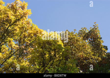 Foglie autunnali gialle di Frassino Rosso, Fraxinus Pennsylvanica Crispa, contro un cielo azzurro. Foglie della famiglia delle Oleaceae in autunno. Foto Stock
