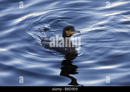 Close up di grande cormorano nero il nuoto nel lago (Phalacrocorax carbo) Foto Stock