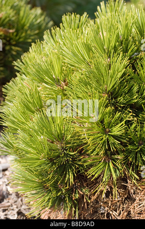 Pino loricato, Pinus Leucodermis Schmidtii Foto Stock