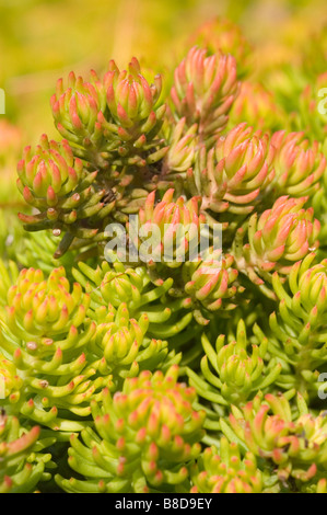 Giallo arancione Stonecrop, Sedum Rupestre var Angelina, famiglia di piante succulente | Dicotiledoni Foto Stock