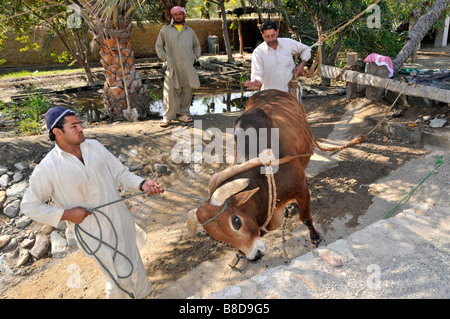 Fujairah Heritage Village mostra storico & aspetti tradizionali della vita araba come buoi imbrigliato per estrarre acqua dal pozzo Foto Stock