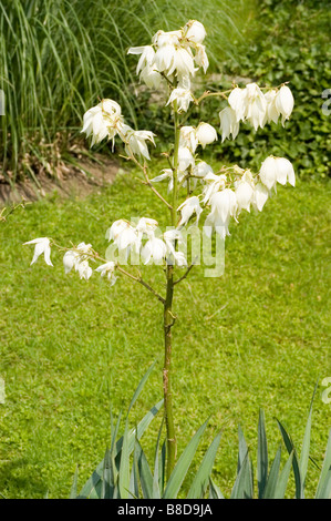 Fiori bianchi di Adam's ago, bear erba, debole-foglia di yucca, agavaceae, yucca filamentosa, STATI UNITI D'AMERICA Foto Stock