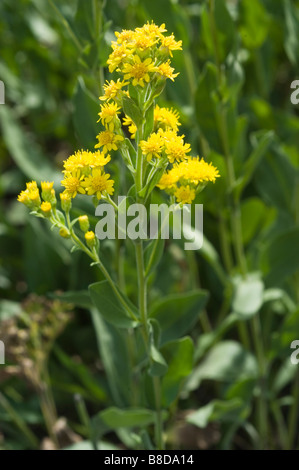 Fiori gialli di oro rigido , Oligoneuron rigidum Solidago rigida, STATI UNITI D'AMERICA Foto Stock