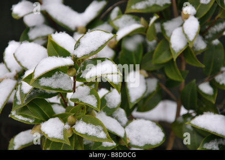 Neve sulla Camellia foglie e germogli Foto Stock