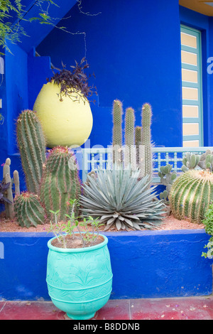 Cacti nei Giardini di Majorelle Marrakech Marocco Africa del Nord Foto Stock