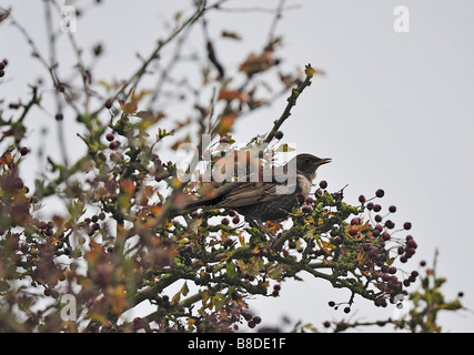 Ring Ouzel (Turdus torquatus) su biancospino bacche. Francese: Merle à plastron tedesco: Ringdrossel spagnolo: Mirlo Capiblanco Foto Stock