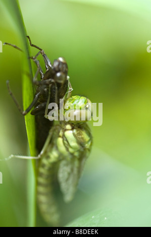 Southern hawker dragonfly - Aeshna cyanea appena emerse da exuviae - ali circa per aprire Foto Stock