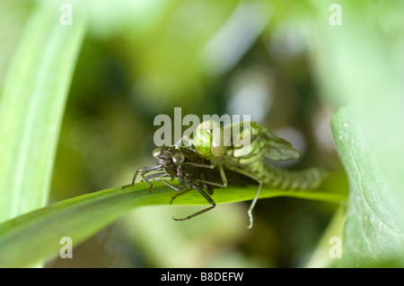 Southern hawker dragonfly - Aeshna cyanea appena emerse da exuviae - ali circa per aprire Foto Stock