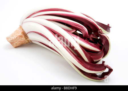 Il radicchio rosso di Cichorium intybus su sfondo bianco Foto Stock