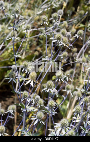 Mare Holly, Apiaceae, Eryngium dichotomum Foto Stock