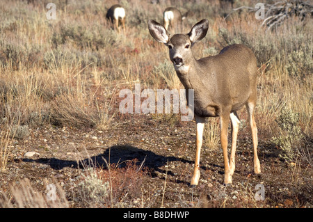 Una femmina di Mule Deer passeggiate lungo nel Wyoming Foto Stock